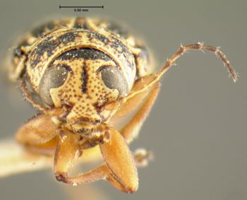 Media type: image;   Entomology 24914 Aspect: head frontal view